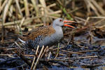 Water Rail