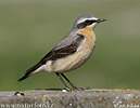 Wheatear