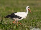 White Stork