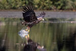 White-tailed Eagle