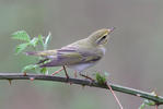 Wood Warbler