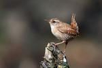 Wren