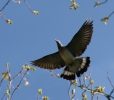 斑尾林鸽