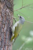 灰头绿啄木鸟