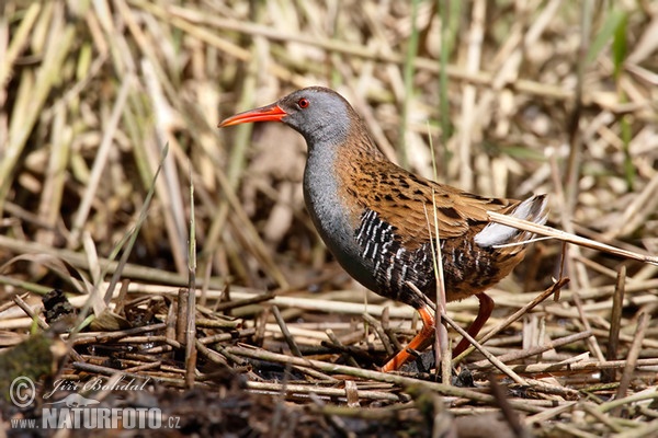 Water Rail (Rallus aquaticus)