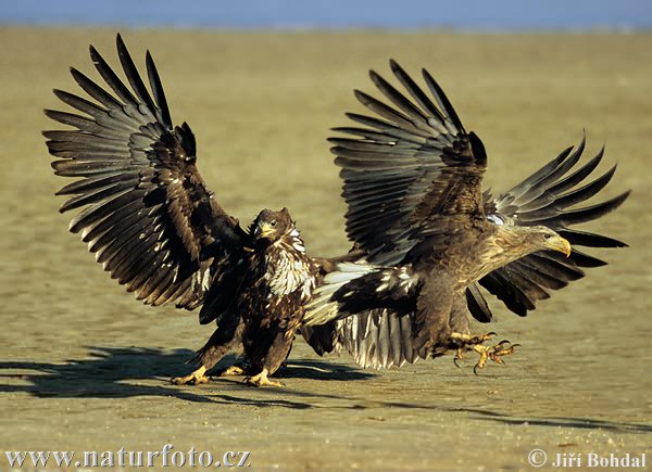 white-tailed-eagle-3016.jpg