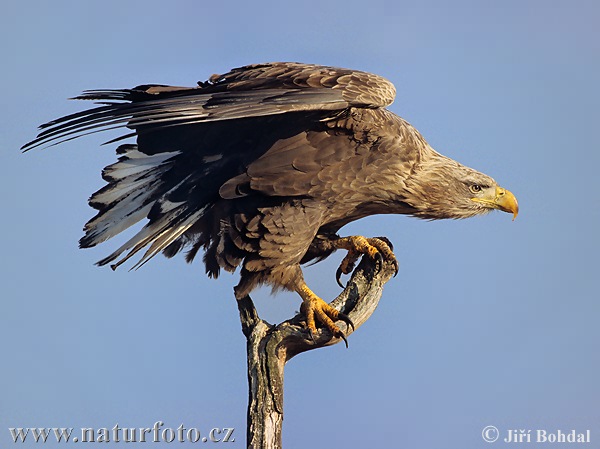 white-tailed-eagle-3029.jpg