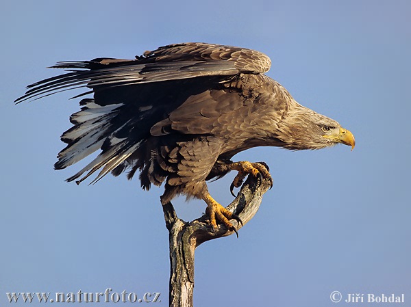 Whitetailed Eagle Czech Republic December 2003 Photo no 310