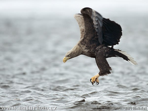 white-tailed-eagle-3321.jpg