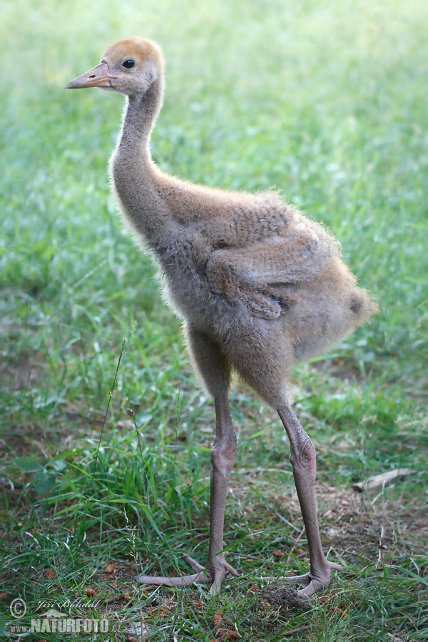 クロヅル