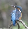 Common Kingfisher