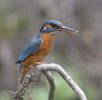 Common Kingfisher