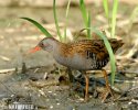 Water Rail