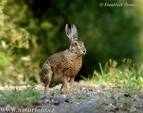 Thỏ rừng châu Âu