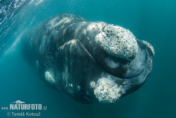 Baleine franche australe