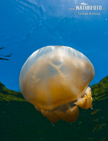 Pictures Of Golden Jellyfish - Free Golden Jellyfish pictures 