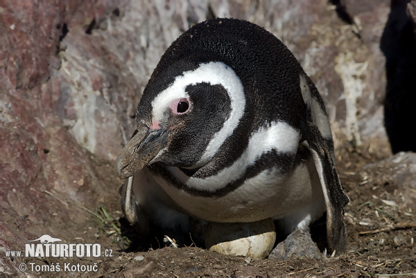 Magelaninis pingvinas