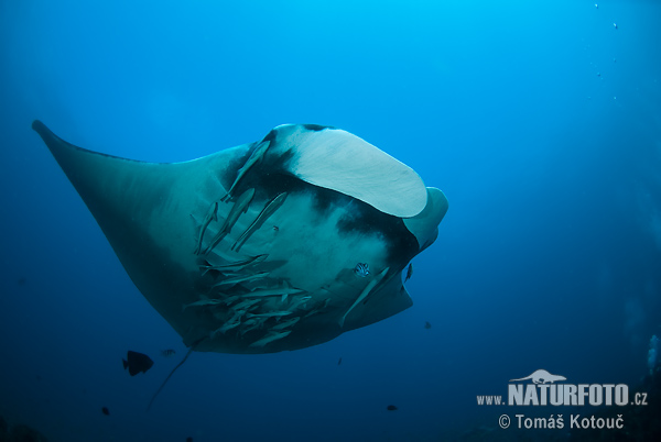 Manta Ray Tofo Mosambique 2008 Photo no 9067