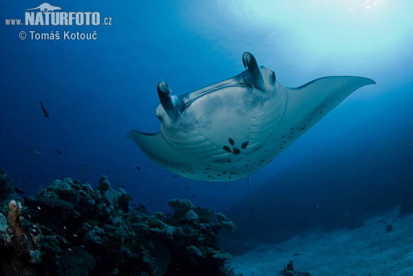 Manta Ray Papua New Guinea 2008 Photo no 9746