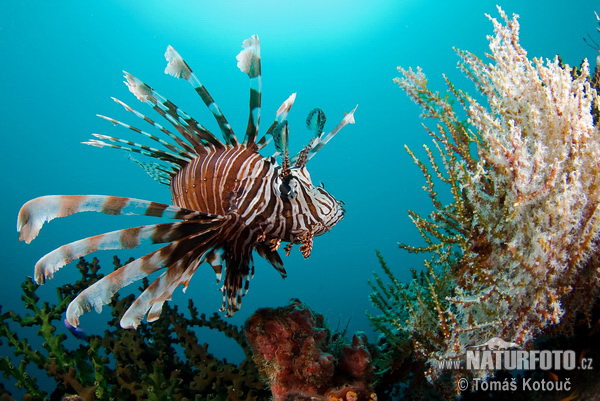 Pesce scorpione o Pesce leone