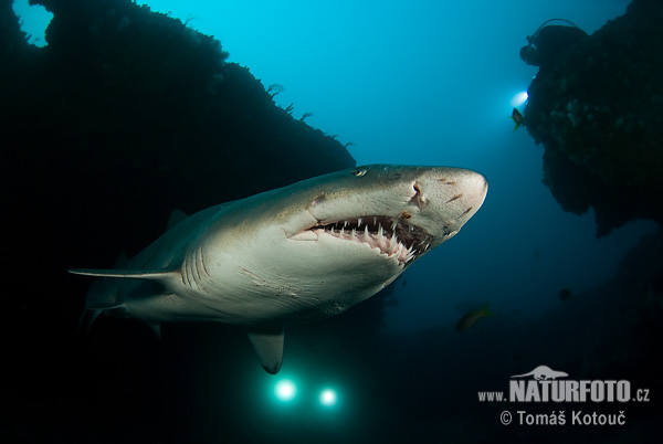 Images Sand Tiger Shark. Powered by Google 2011