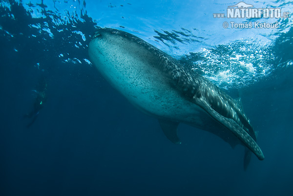 Tauró balena