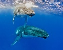 Humpback whale