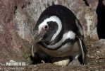Pingwin magellański