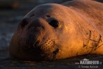 Southern Elephant Seal