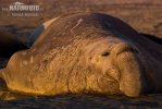 Sydlig sjöelefant