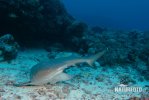 Tiburón de arrecife de punta blanca