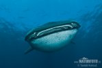 Tubarão-baleia
