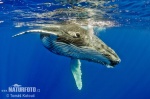 לווייתן גדול סנפיר