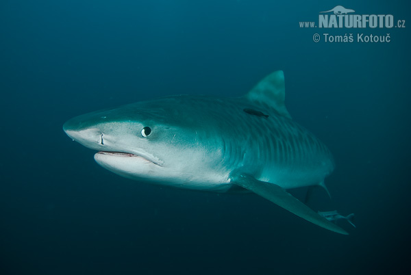 Tiger Shark Umkomaas South Africa 2008 Photo no 9031