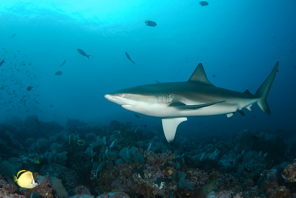 Tubarão-das-galápagos