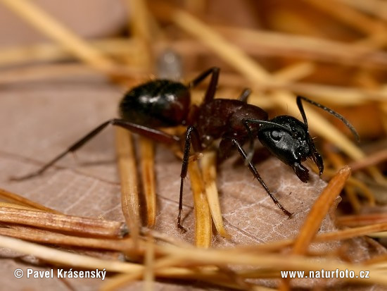 Европейский муравей-древоточец