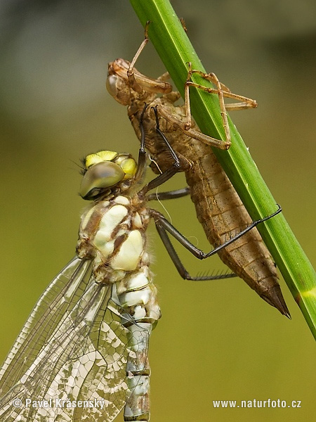 Aeshna cyanea
