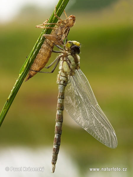 Aeshna cyanea