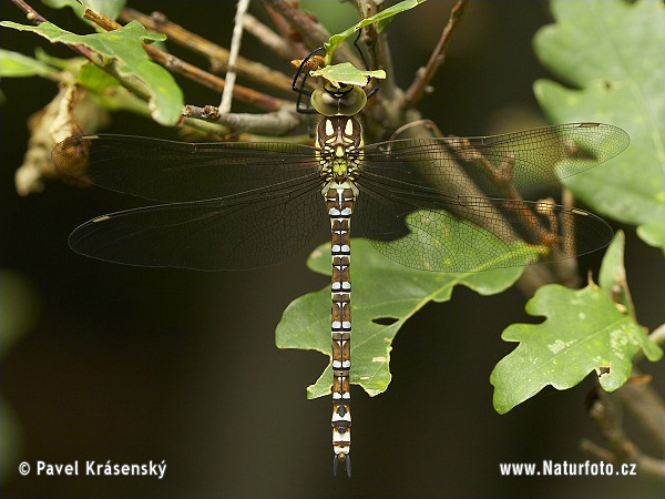 Aeshna cyanea