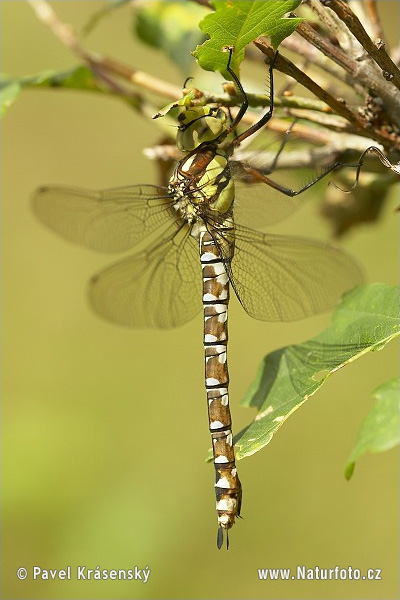 Aeshna cyanea
