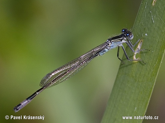 Agrion élégant