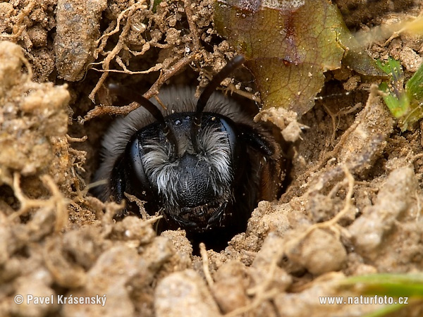 Andrena sp.