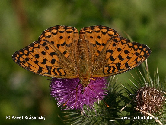 Argynnis aglaja