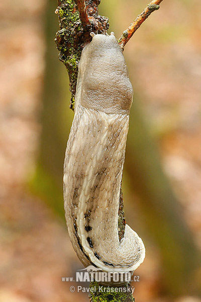 ash black slug