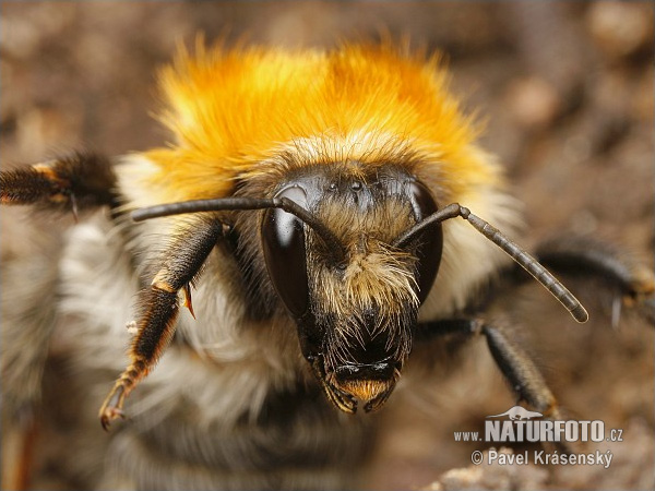 Bombus pascuorum