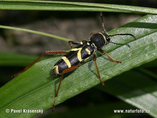 Clytus arietis