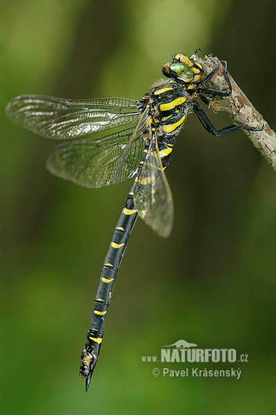 Cordulegester anellato