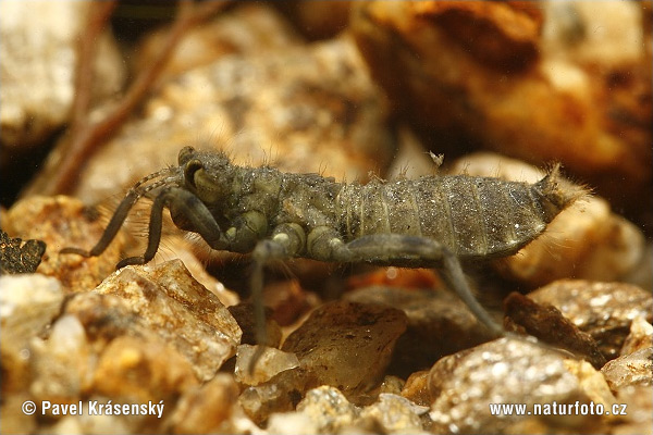 Dragonfly+larvae