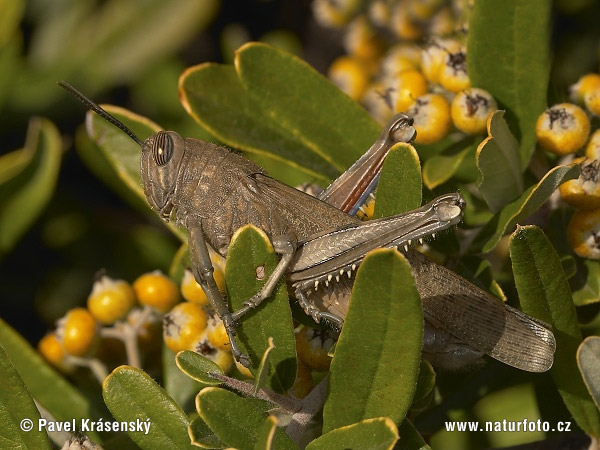 Pictures Of Locust - Free Locust pictures 