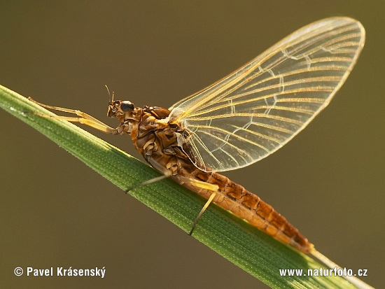 Ephemeroptera